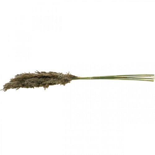 Floristik24 Suszona Trawa Pampasowa Naturalna Na Suchy Bukiet 70-75cm 6 szt