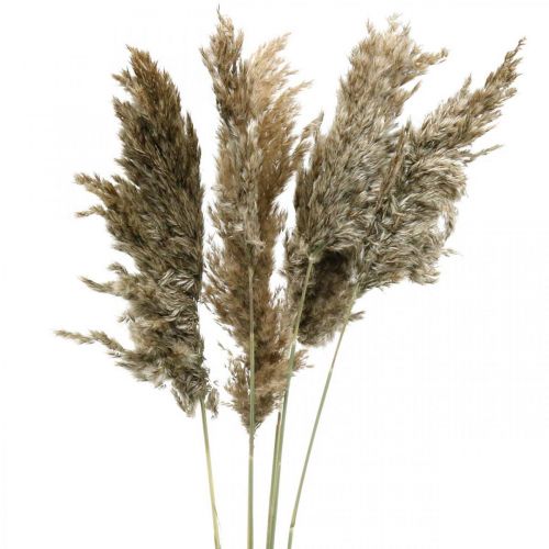 Floristik24 Suszona Trawa Pampasowa Naturalna Na Suchy Bukiet 70-75cm 6 szt
