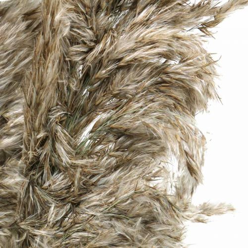 Floristik24 Suszona Trawa Pampasowa Naturalna Na Suchy Bukiet 70-75cm 6 szt
