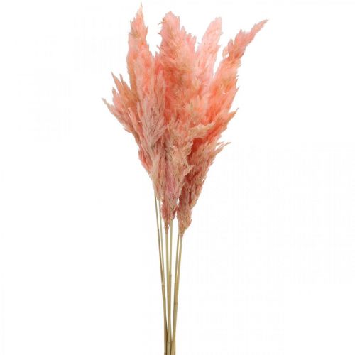 Trawa pampasowa suszona Różowa suszona florystyka 65-75cm 6szt w pęczku