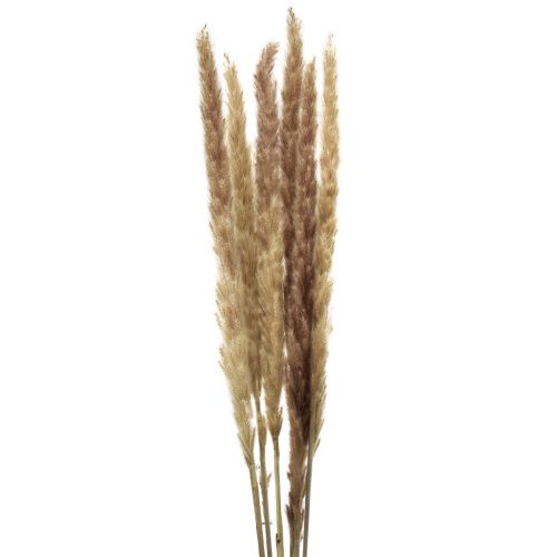 Floristik24 Dekoracja z trawy pampasowej Suszona naturalna dekoracja sucha 70cm 6 szt.