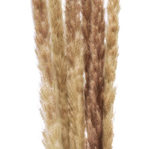 Produkt Dekoracja z trawy pampasowej Suszona naturalna dekoracja sucha 70cm 6 szt.