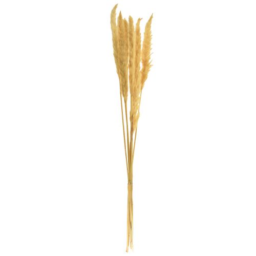 Produkt Trawa pampasowa suszona sucha trawa kremowa sucha dekoracja 70cm 6 szt
