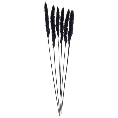 Produkt Trawa pampasowa czarna suszona sucha dekoracja L72cm 6 szt
