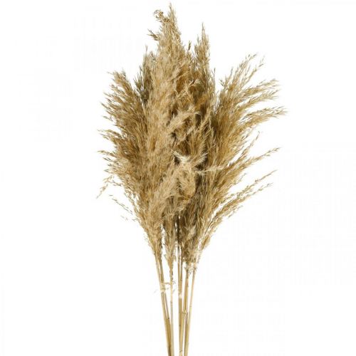 Floristik24 Suszona trawa pampasowa, naturalna sucha florystyka, pakiet 75 cm po 10 sztuk