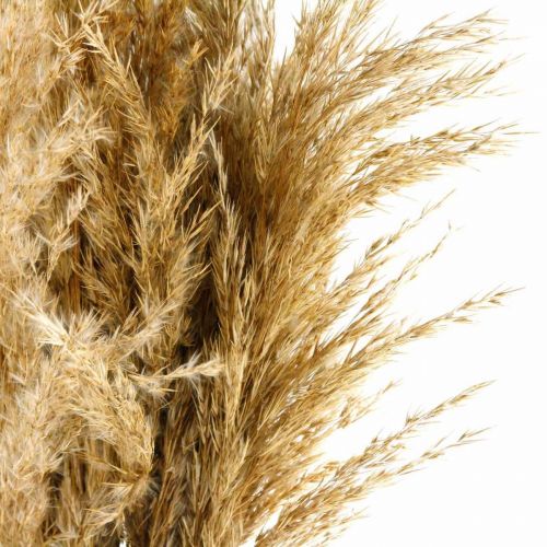 Floristik24 Suszona trawa pampasowa, naturalna sucha florystyka, pakiet 75 cm po 10 sztuk