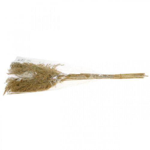 Floristik24 Trawa pampasowa suszona naturalna sucha dekoracja 65cm 20 sztuk w pęczku
