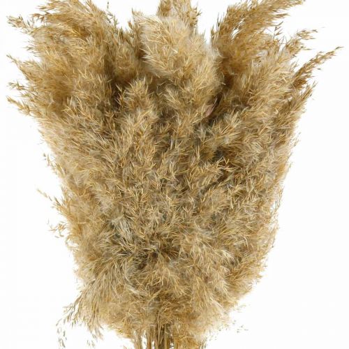 Floristik24 Trawa pampasowa suszona naturalna sucha dekoracja 65cm 20 sztuk w pęczku