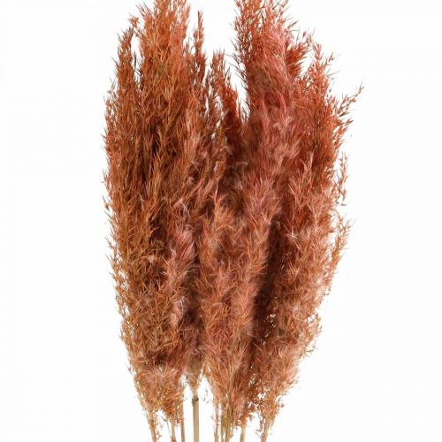 Produkt Trawa pampasowa suszona różowa susz florystyczny 75cm pęczek 10szt.