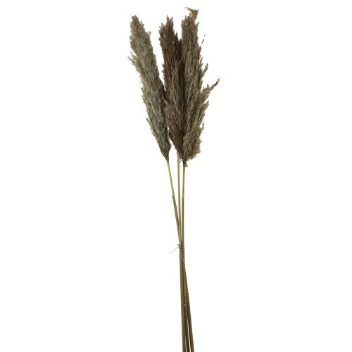Floristik24 Trawa pampasowa suszona dekoracyjna sucha trawa naturalna 95cm 3 szt