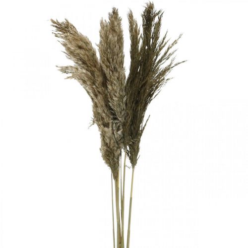 Floristik24 Trawa pampasowa suszona naturalna sucha trawa pęczek 70-75cm 6 szt