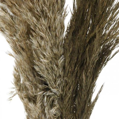 Floristik24 Trawa pampasowa suszona naturalna sucha trawa pęczek 70-75cm 6 szt