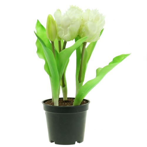 Floristik24 Tulipan papuzi w doniczce White Real Touch 23cm