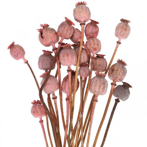 Floristik24 Dry Deco Poppy Kapsułki Różowy Mak Kolor Suszone Kwiaty 75g