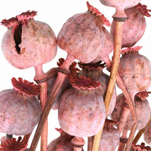 Floristik24 Dry Deco Poppy Kapsułki Różowy Mak Kolor Suszone Kwiaty 75g