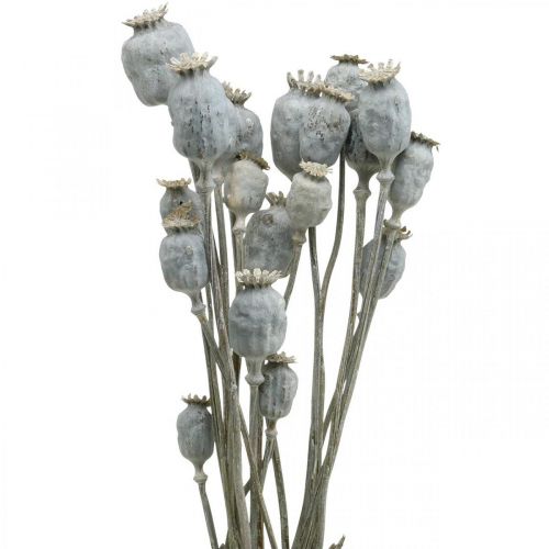 Floristik24 Deco Poppy Białe Suszone Kwiaty Kapsułki maku Papaver Bunch 75g
