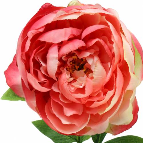 Floristik24 Piwonia Różowa 59cm