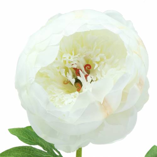 Floristik24 Piwonia Biała 59cm