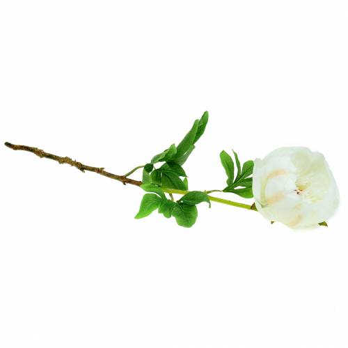 Floristik24 Piwonia Biała 59cm
