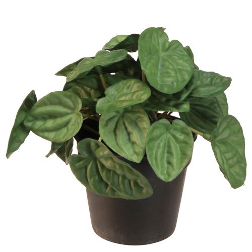 Produkt Peperomia Green Twist - Wytrzymała, ozdobna roślina doniczkowa w doniczce o średnicy 20 cm