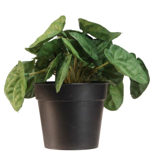 Produkt Peperomia Green Twist - Wytrzymała, ozdobna roślina doniczkowa w doniczce o średnicy 20 cm