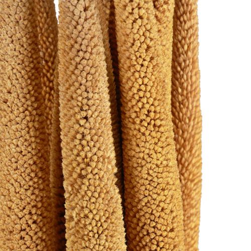 Produkt Cebule prosa perłowego dekoracyjne trzcinowe Babala proso żółte 70cm 10 szt