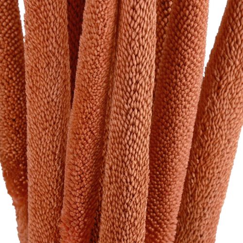 Produkt Trzciny prosa perłowego Babala proso pomarańczowe 70cm 10 szt