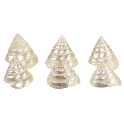 Produkt Ozdoba z masy perłowej ślimak morski dekoracja ślimaka 5–6cm 6szt