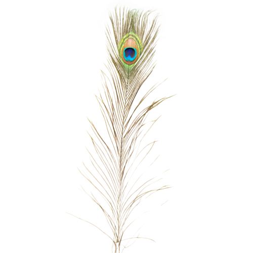Produkt Ozdoba z piór pawich, prawdziwe pióra ptasie, długość 75-85 cm, 8 sztuk