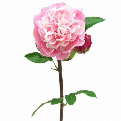 Floristik24 Piwonia Sztuczny kwiat z kwiatem i pąkiem różowy 68cm