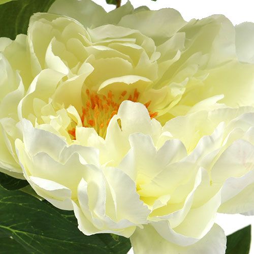 Floristik24 Piwonia Kwiaty sztuczne Kremowe L70cm