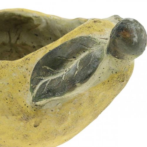 Produkt Gruszka do sadzenia, dekoracja jesienna, naczynie betonowe L19cm H15,5cm