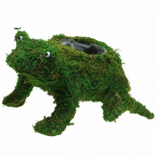 Floristik24 Planter Żaba z mchem zielony 35×25cm H21cm