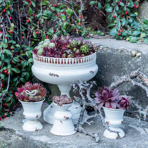 Floristik24 Kielich Roślinny Kielich Antyczny Kremowy Ø7,5cm W9cm 1 szt