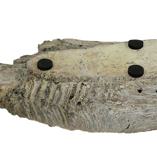 Floristik24 Pojemnik na sukulenty 24,5cm x 8,5cm H5,5cm