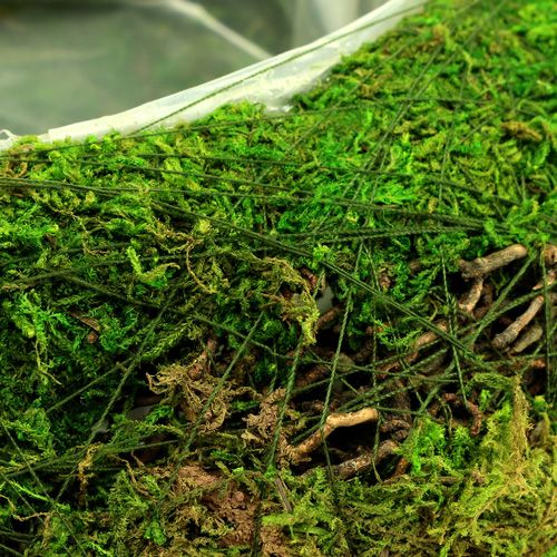Floristik24 Mata do sadzenia z winoroślą Ø 25cm