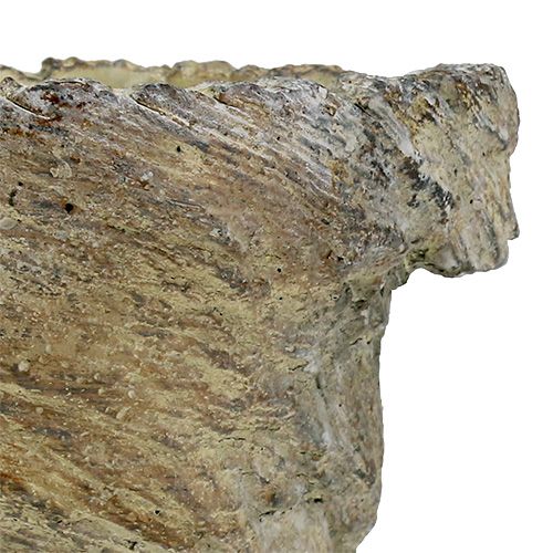 Floristik24 Doniczka na rośliny Pień drzewa Ø11,5cm H14cm 2szt.