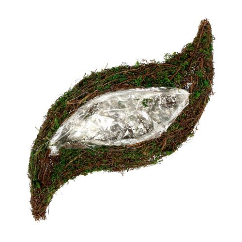 Floristik24 Posadź mech falisty z winoroślą o wymiarach 28cm x 30cm