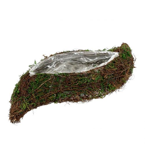 Floristik24 Posadź mech falisty z winoroślą o wymiarach 28cm x 30cm