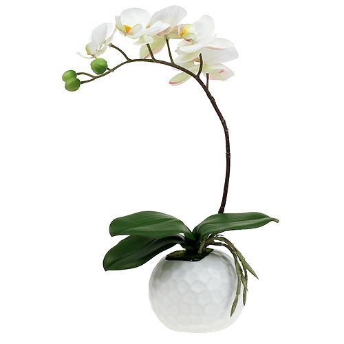 Floristik24 Krem Phalaenopsis w doniczce ceramicznej 33cm