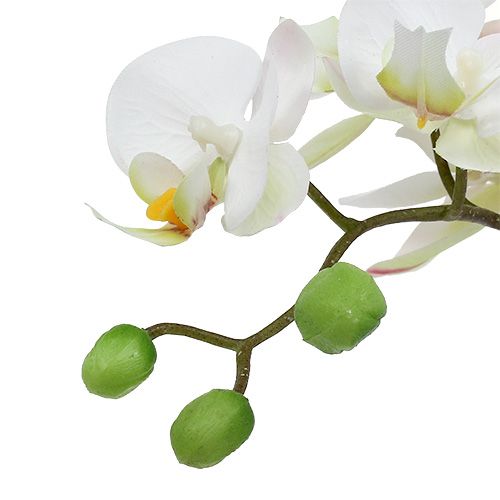 Produkt Krem Phalaenopsis w doniczce ceramicznej 33cm