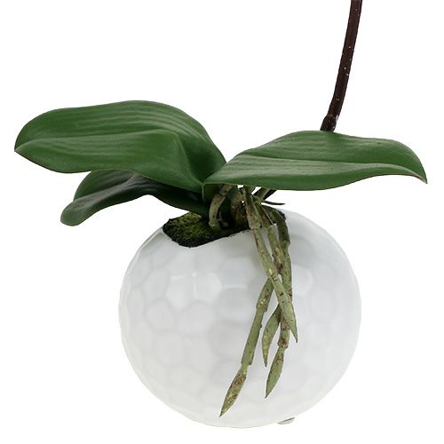 Produkt Krem Phalaenopsis w doniczce ceramicznej 33cm