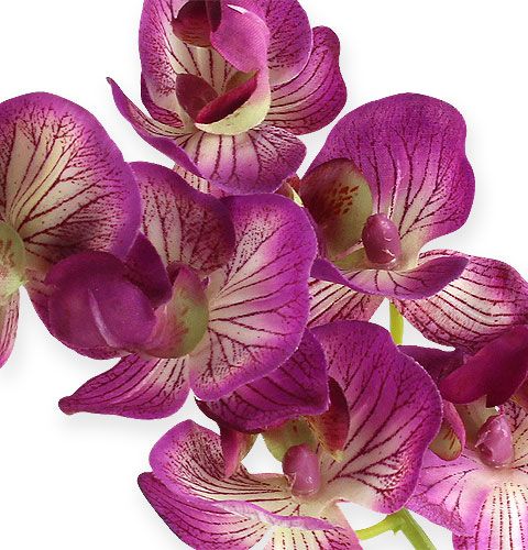 Produkt Orchid Phalaenopsis Purple-Cream 62cm