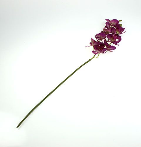 Floristik24 Orchid Phalaenopsis Purple-Cream 62cm