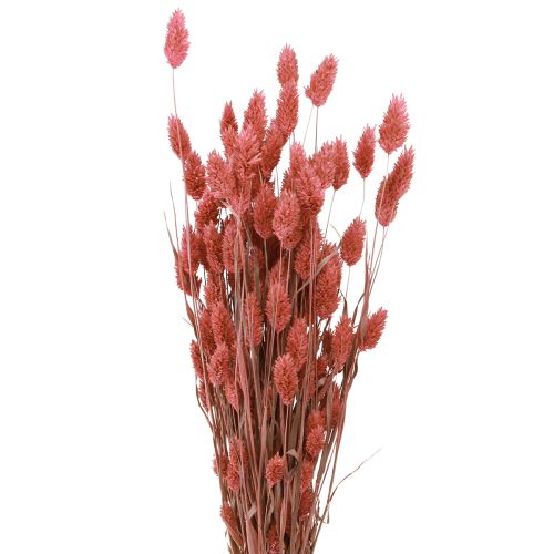 Produkt Phalaris połysk trawa suszone kwiaty różowe 64cm 70g × 2szt