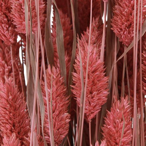 Produkt Phalaris połysk trawa suszone kwiaty różowe 64cm 70g × 2szt