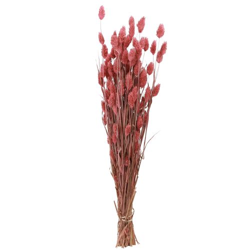 Floristik24 Phalaris połysk trawa suszone kwiaty różowe 64cm 70g × 2szt