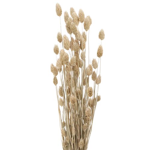 Floristik24 Phalaris trawa kanaryjska suszone kwiaty białe L64cm 75gx2szt