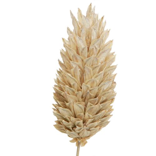 Floristik24 Phalaris trawa kanaryjska suszone kwiaty białe L64cm 75gx2szt
