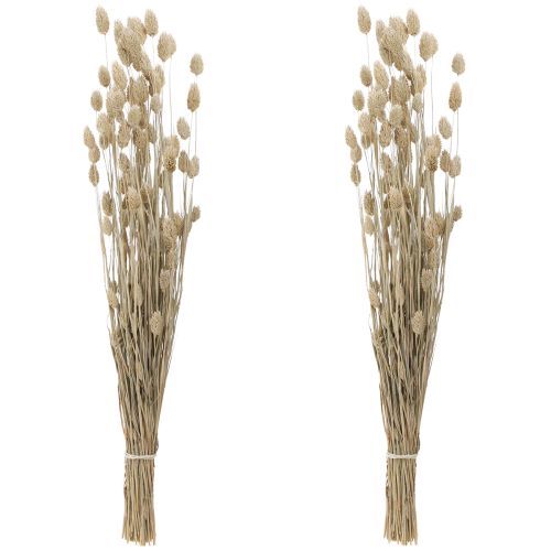 Floristik24 Phalaris trawa kanaryjska suszone kwiaty białe L64cm 75gx2szt